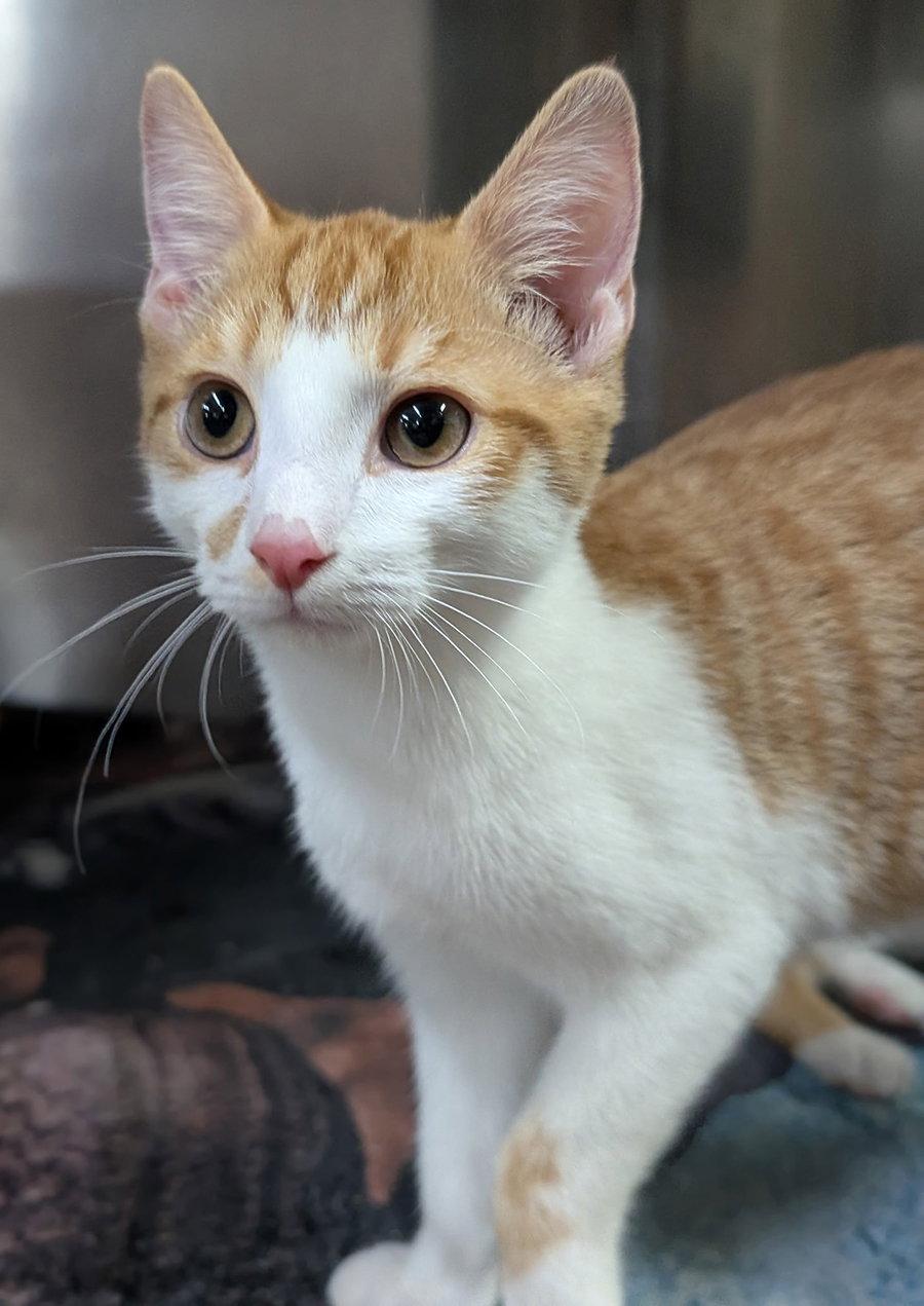 Enlarge Kitten Cargo, a Adoptable Domestic Short Hair in Cuyahoga Falls, OH image 1/2