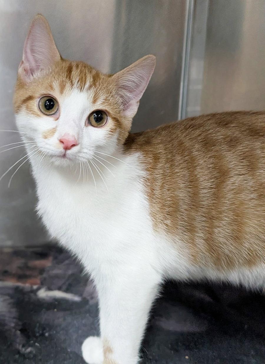Enlarge Kitten Cargo, a Adoptable Domestic Short Hair in Cuyahoga Falls, OH image 2/2