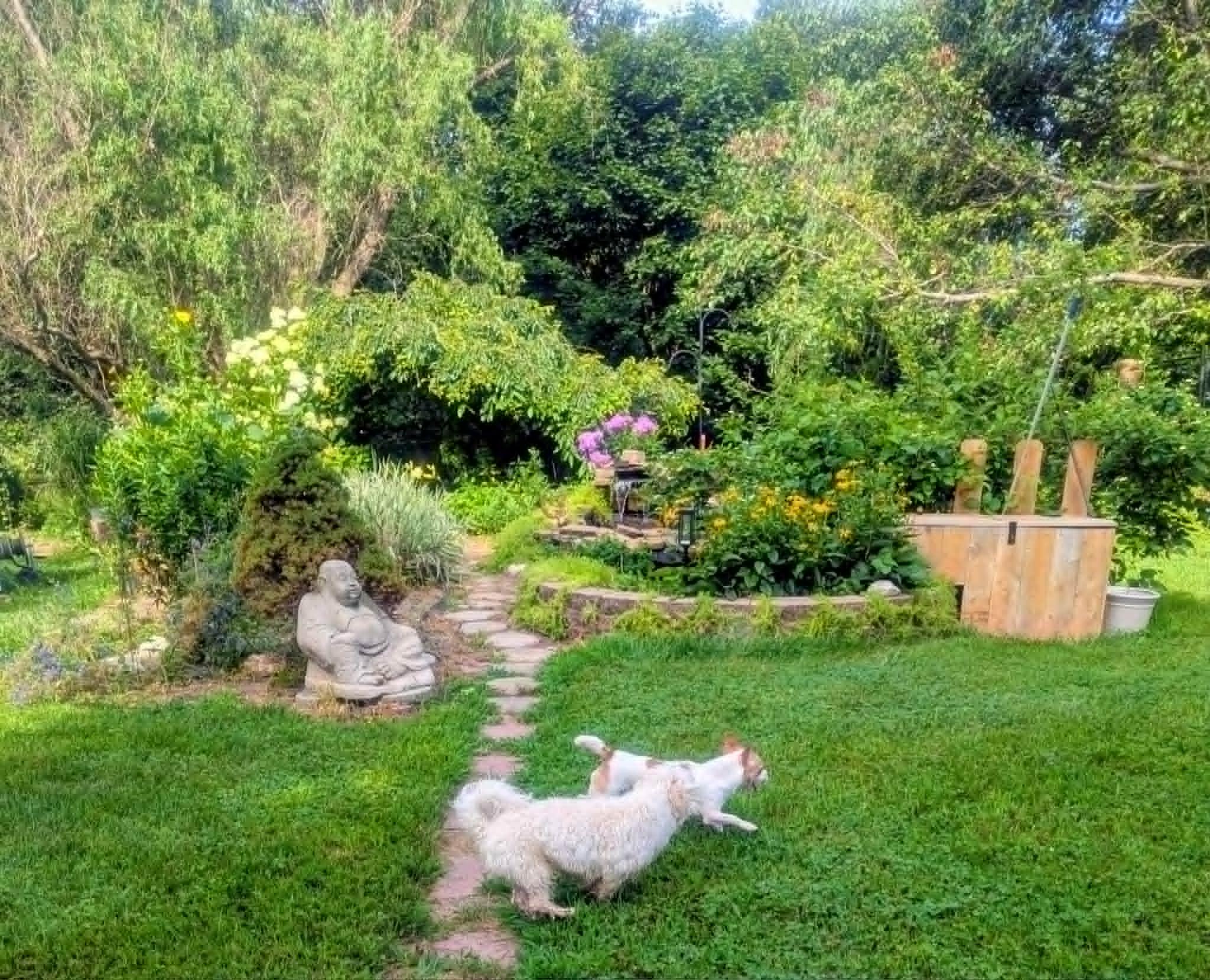 Vivian, a ADOPTABLE mixed breed in Yorkville, IL image 5/5