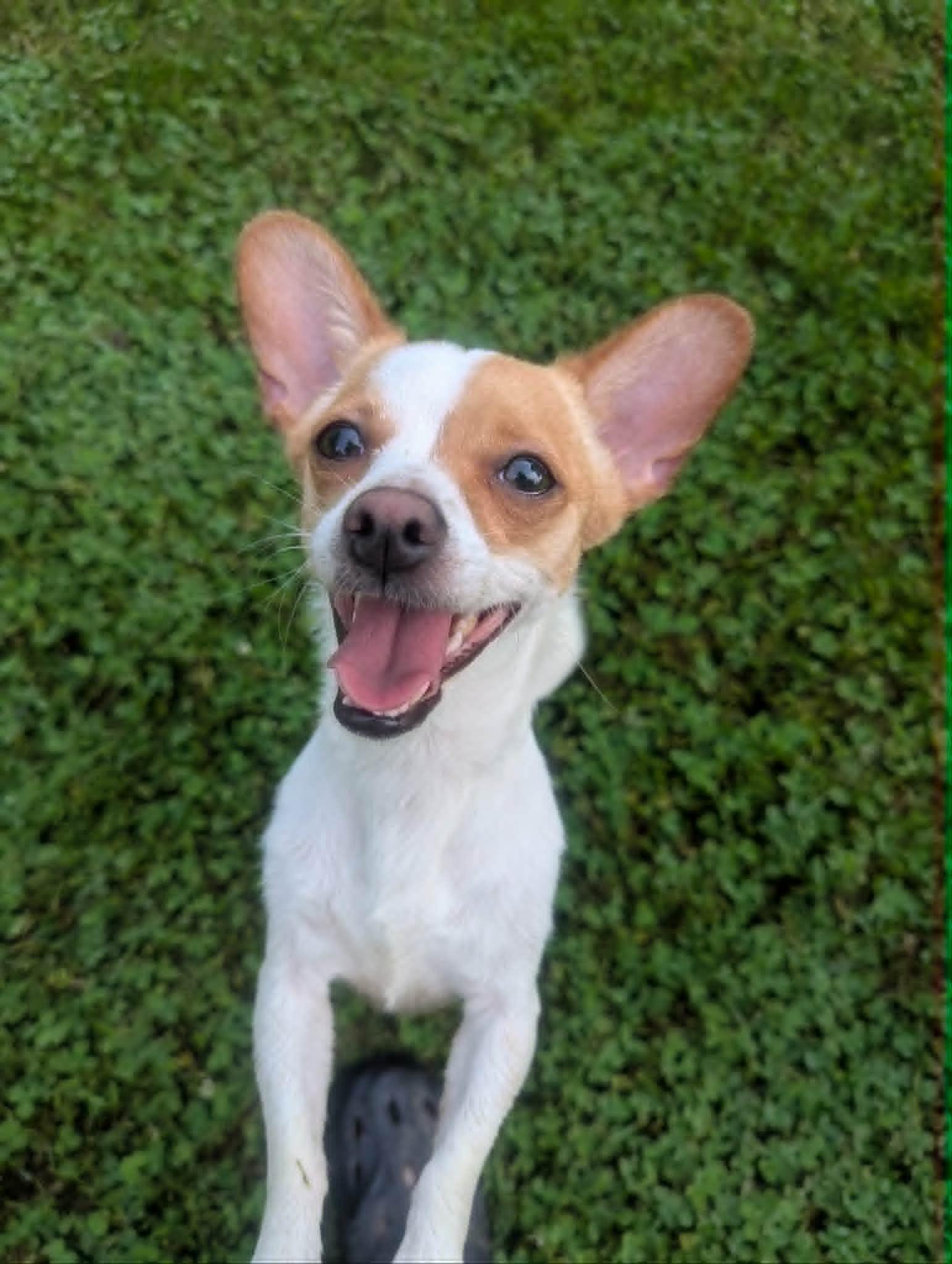 Vivian, a ADOPTABLE mixed breed in Yorkville, IL image 3/5