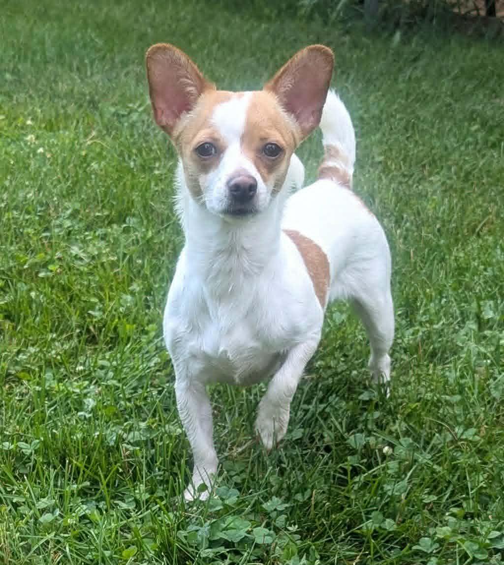 Vivian, a ADOPTABLE mixed breed in Yorkville, IL image 2/5