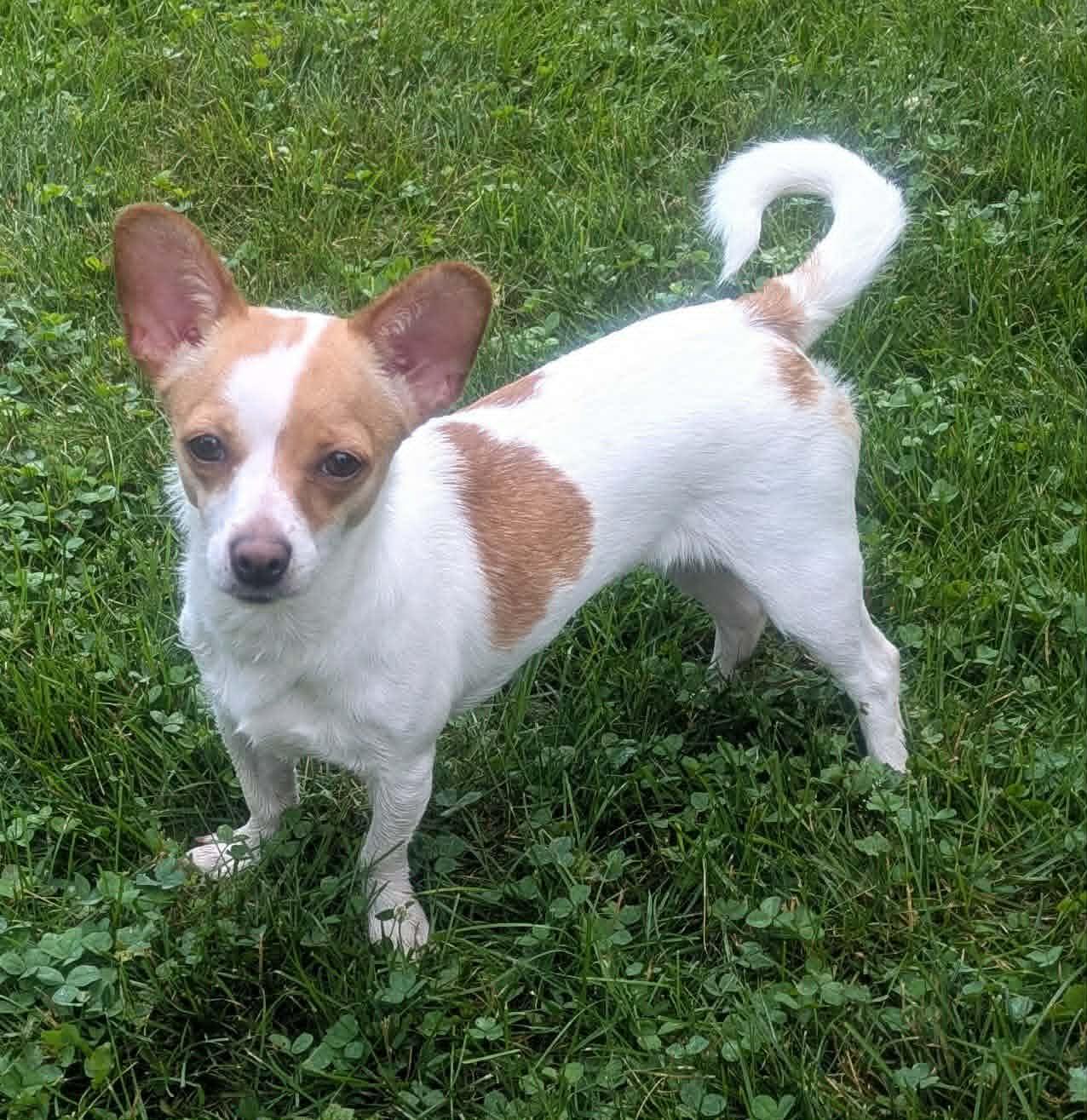 Vivian, a ADOPTABLE mixed breed in Yorkville, IL image 1/5