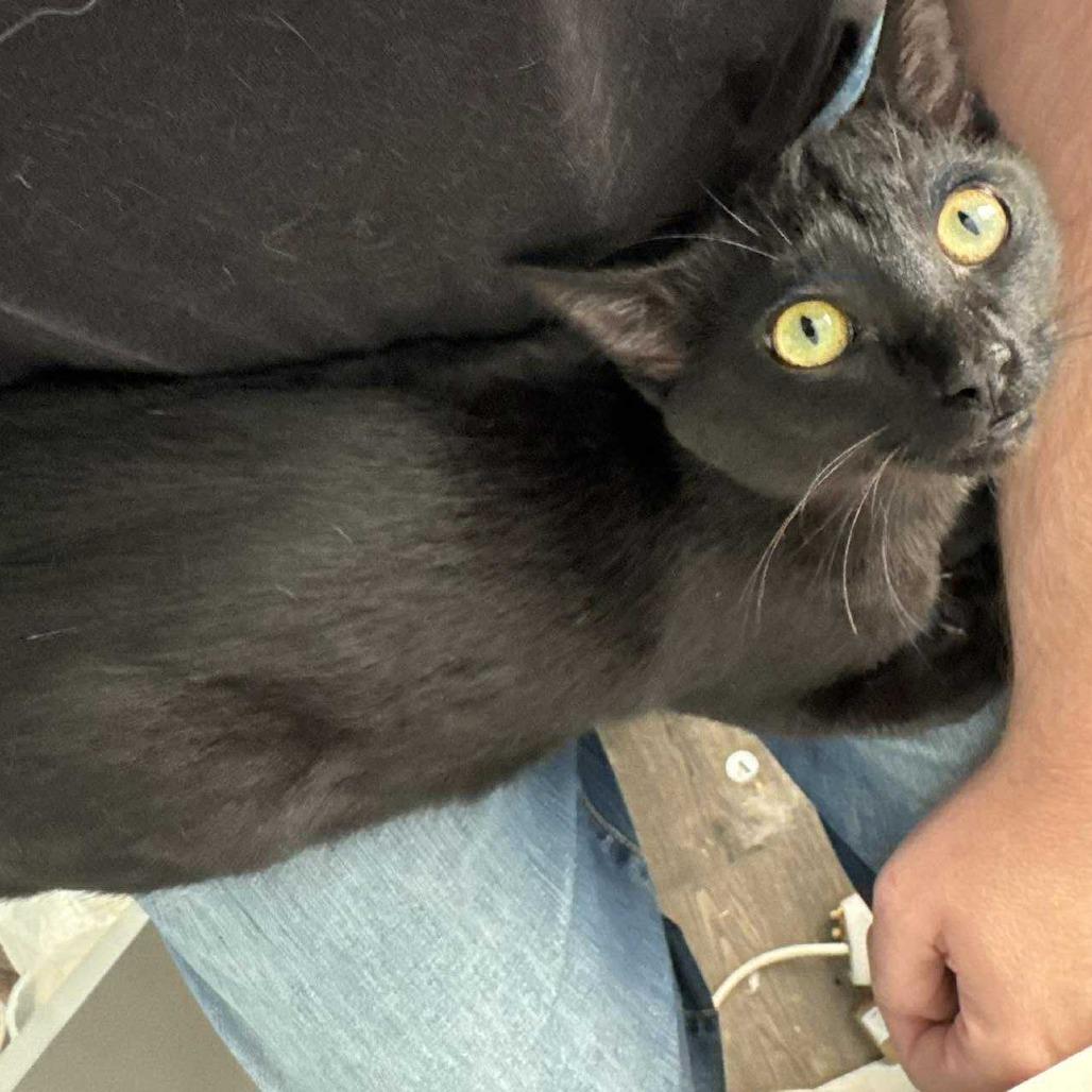 Enlarge Lunchbox Keith, a Adoptable Domestic Short Hair in Woodstock, VA image 1/1