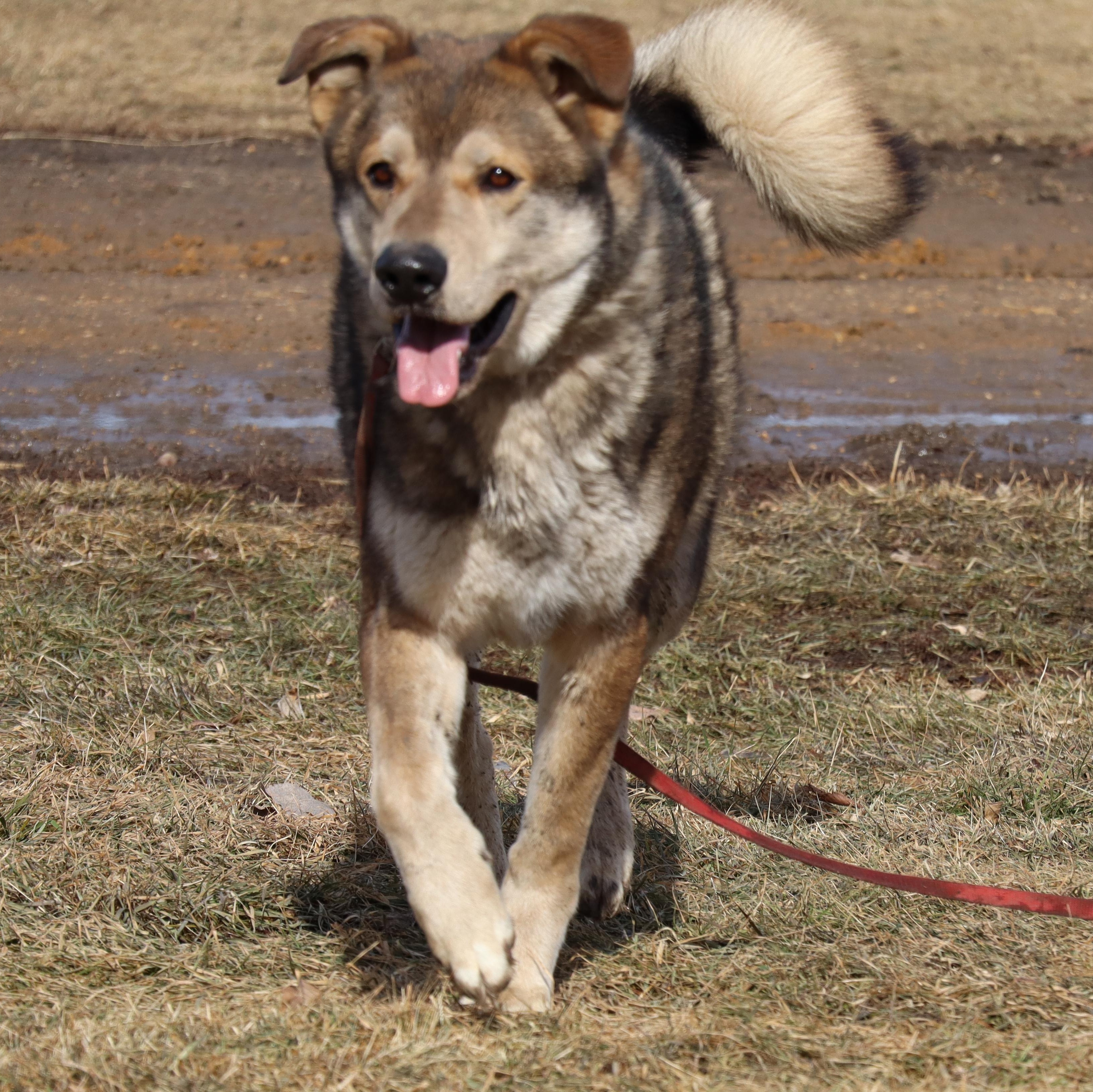 Enlarge Thor, a Adoptable mixed breed in Watertown, SD image 1/6