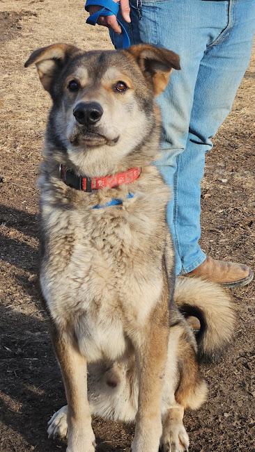 Enlarge Thor, a Adoptable mixed breed in Watertown, SD image 3/6