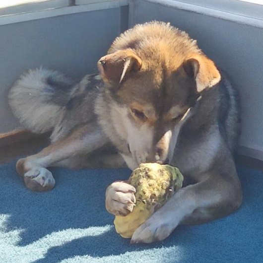 Enlarge Thor, a Adoptable mixed breed in Watertown, SD image 2/6