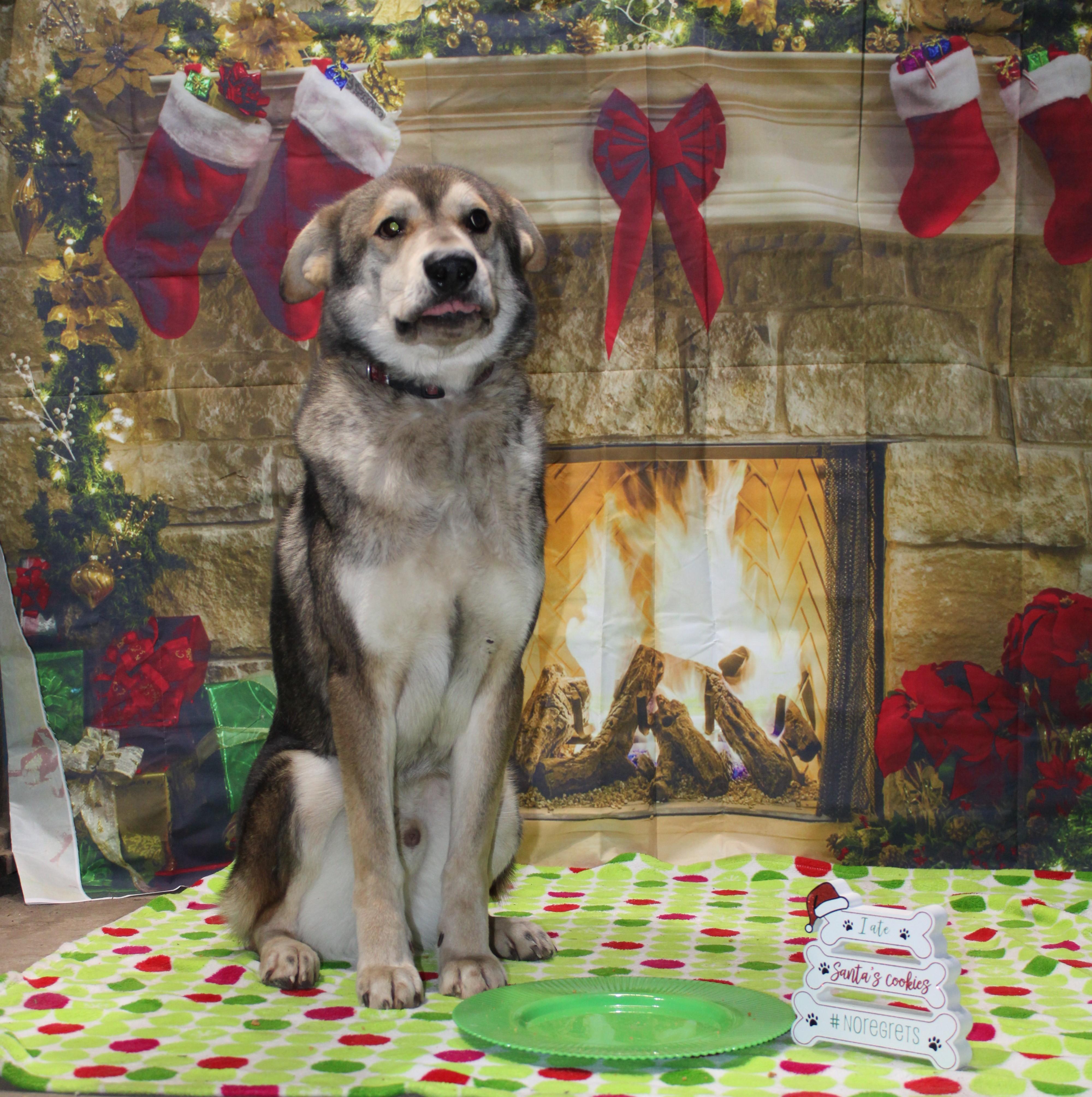 Enlarge Thor, a Adoptable mixed breed in Watertown, SD image 1/6