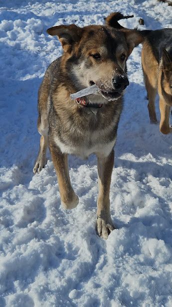 Enlarge Thor, a Adoptable mixed breed in Watertown, SD image 5/6