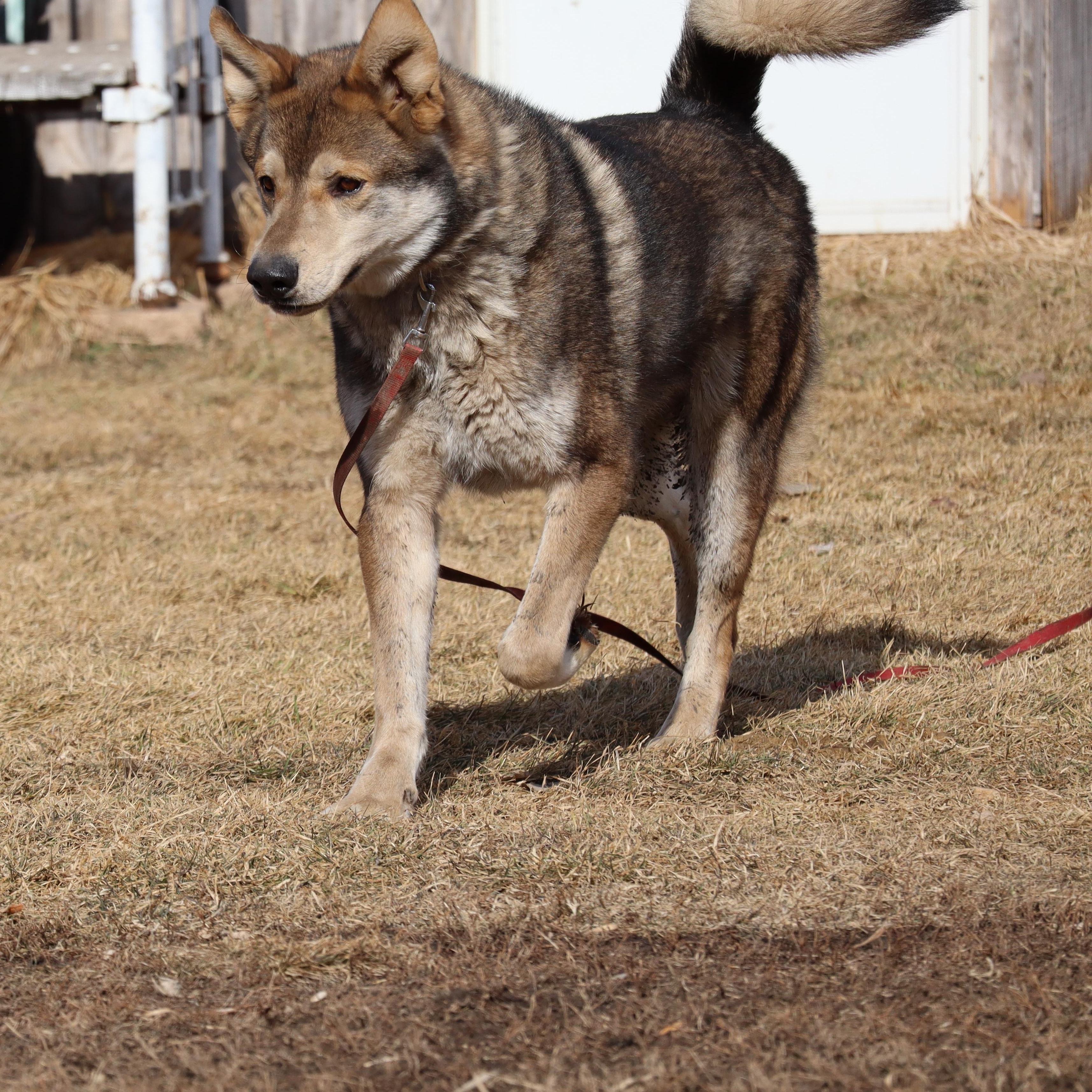 Enlarge Thor, a Adoptable mixed breed in Watertown, SD image 2/6