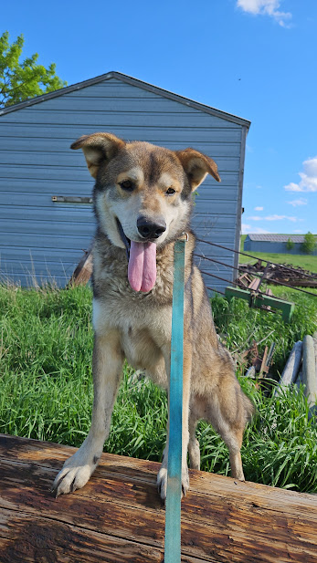 Enlarge Thor, a Adoptable mixed breed in Watertown, SD image 4/6