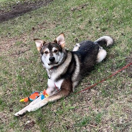 Enlarge Thor, a Adoptable mixed breed in Watertown, SD image 6/6