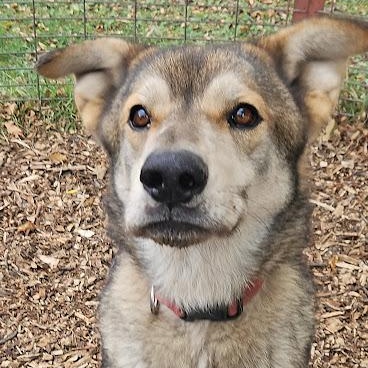 Thor, Adoptable, Adult Male German Shepherd Dog & Alaskan Malamute.