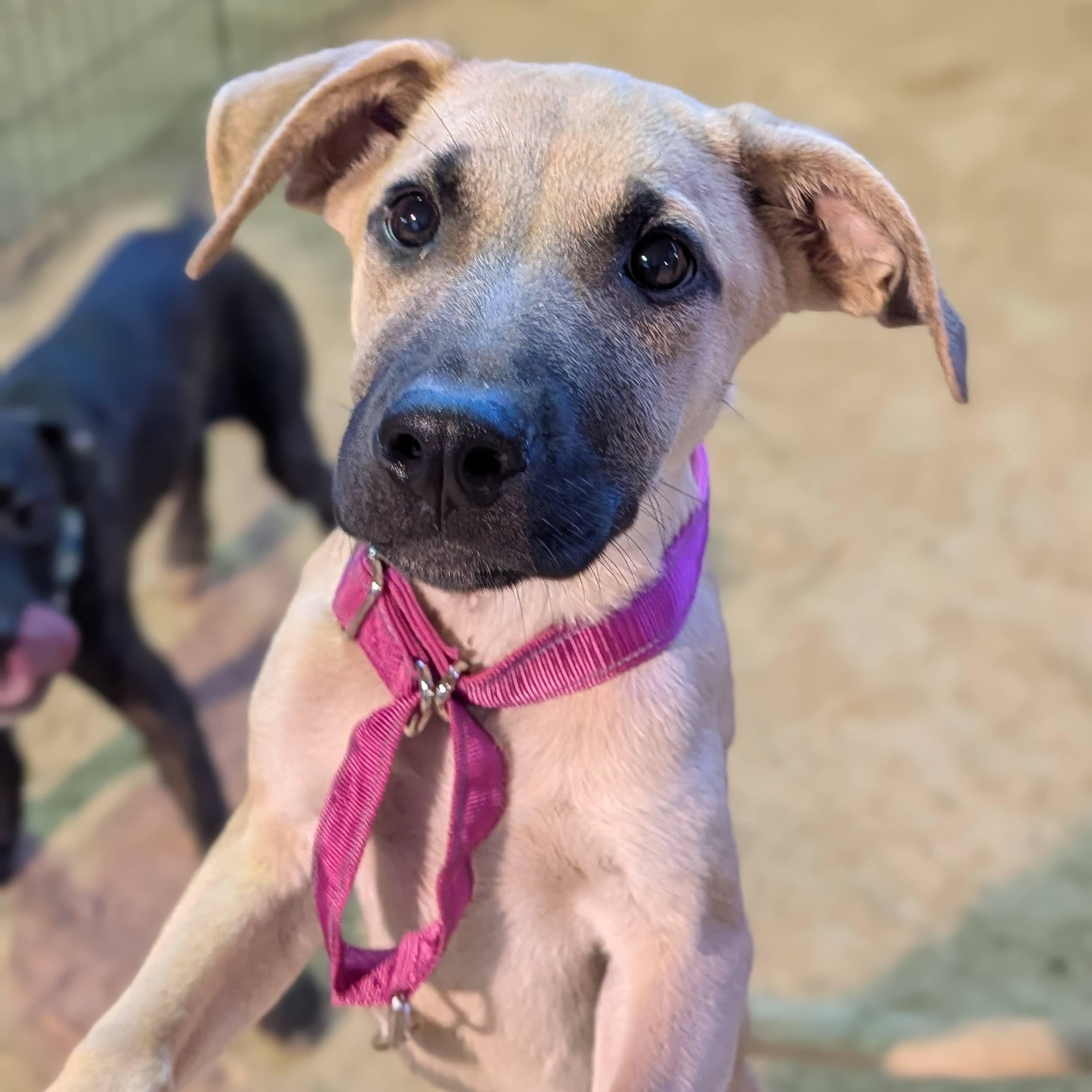 Enlarge Charlie, a Adoptable mixed breed in Cedarburg, WI image 1/6