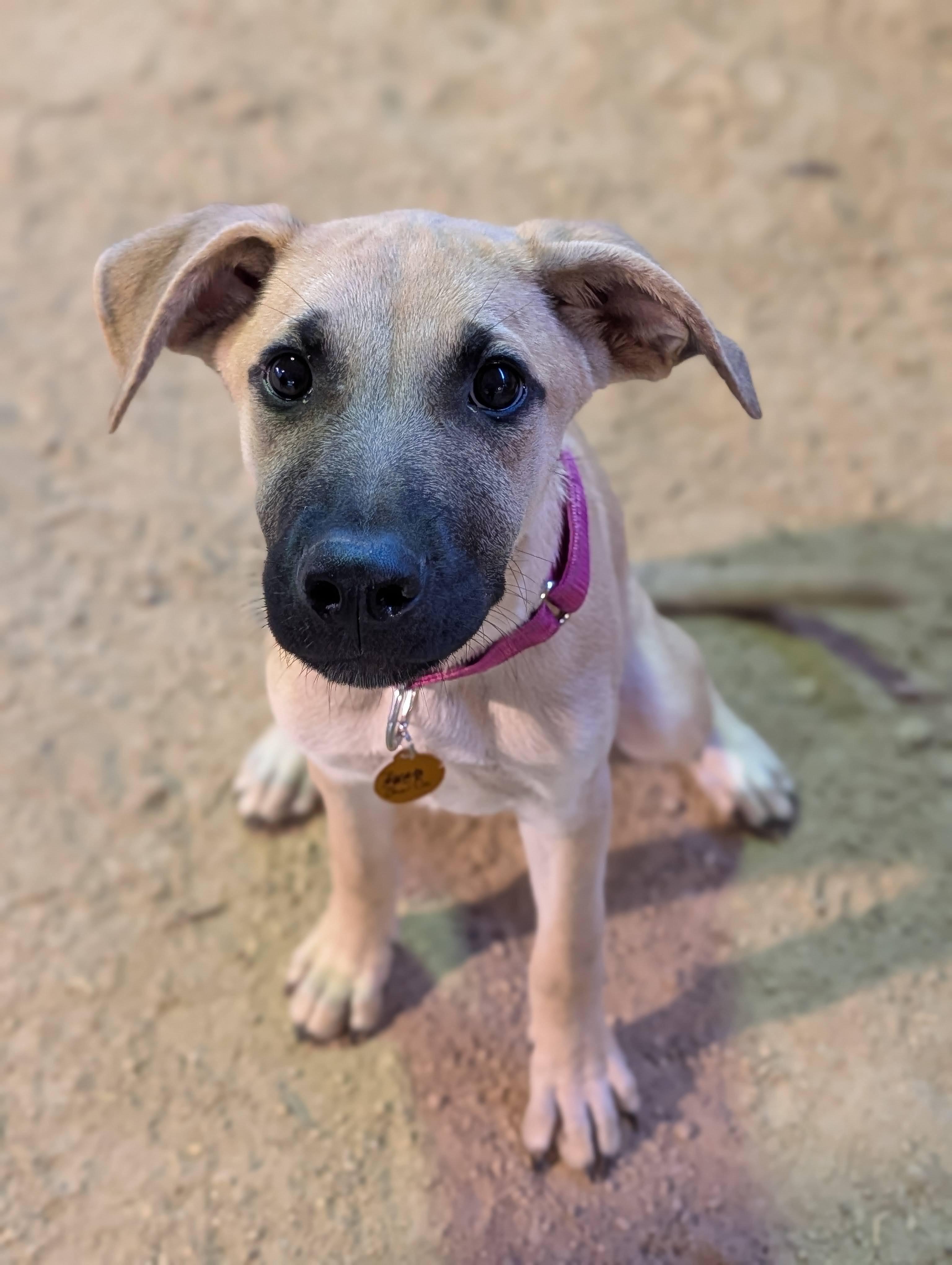 Enlarge Charlie, a Adoptable mixed breed in Cedarburg, WI image 3/6