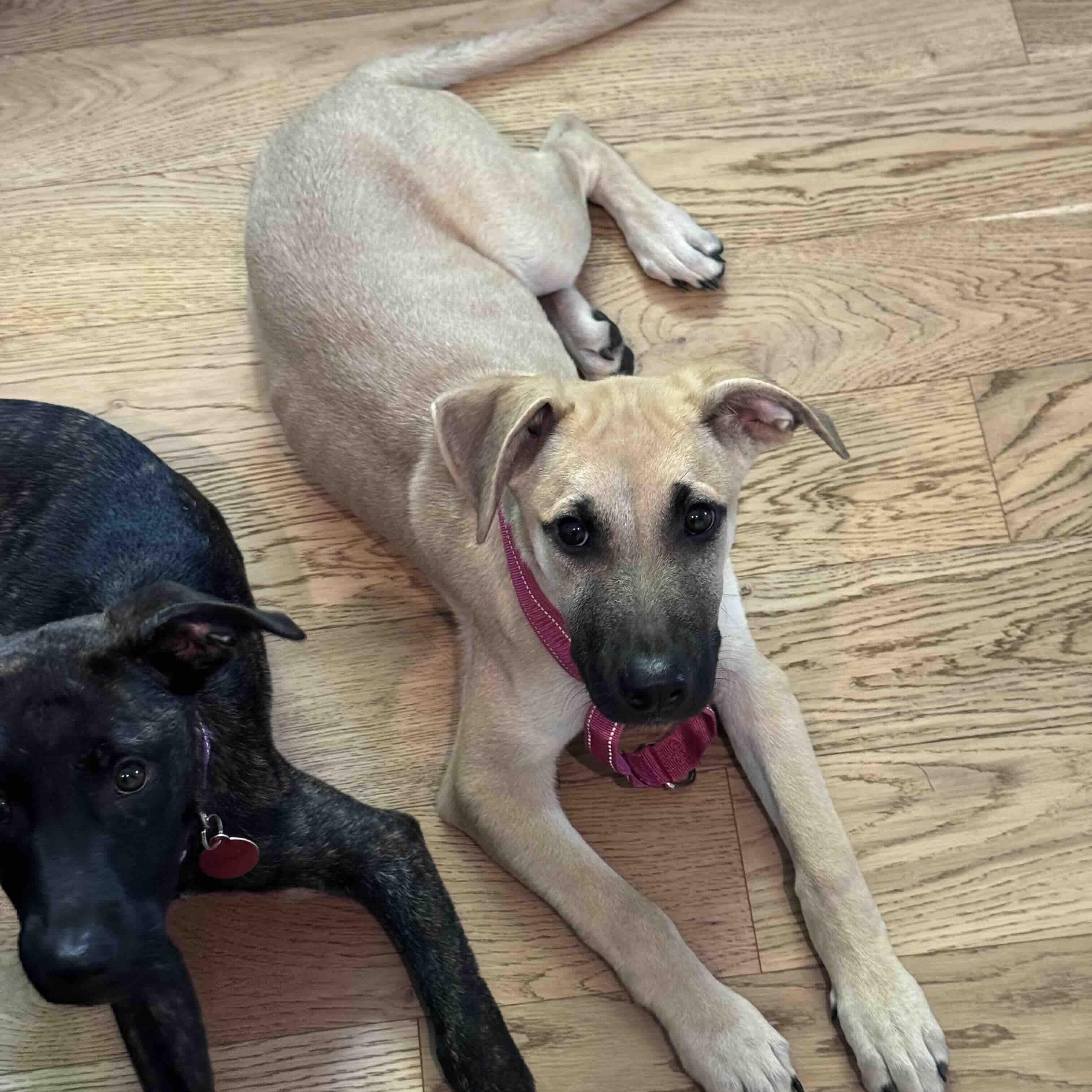 Enlarge Charlie, a Adoptable mixed breed in Cedarburg, WI image 5/6