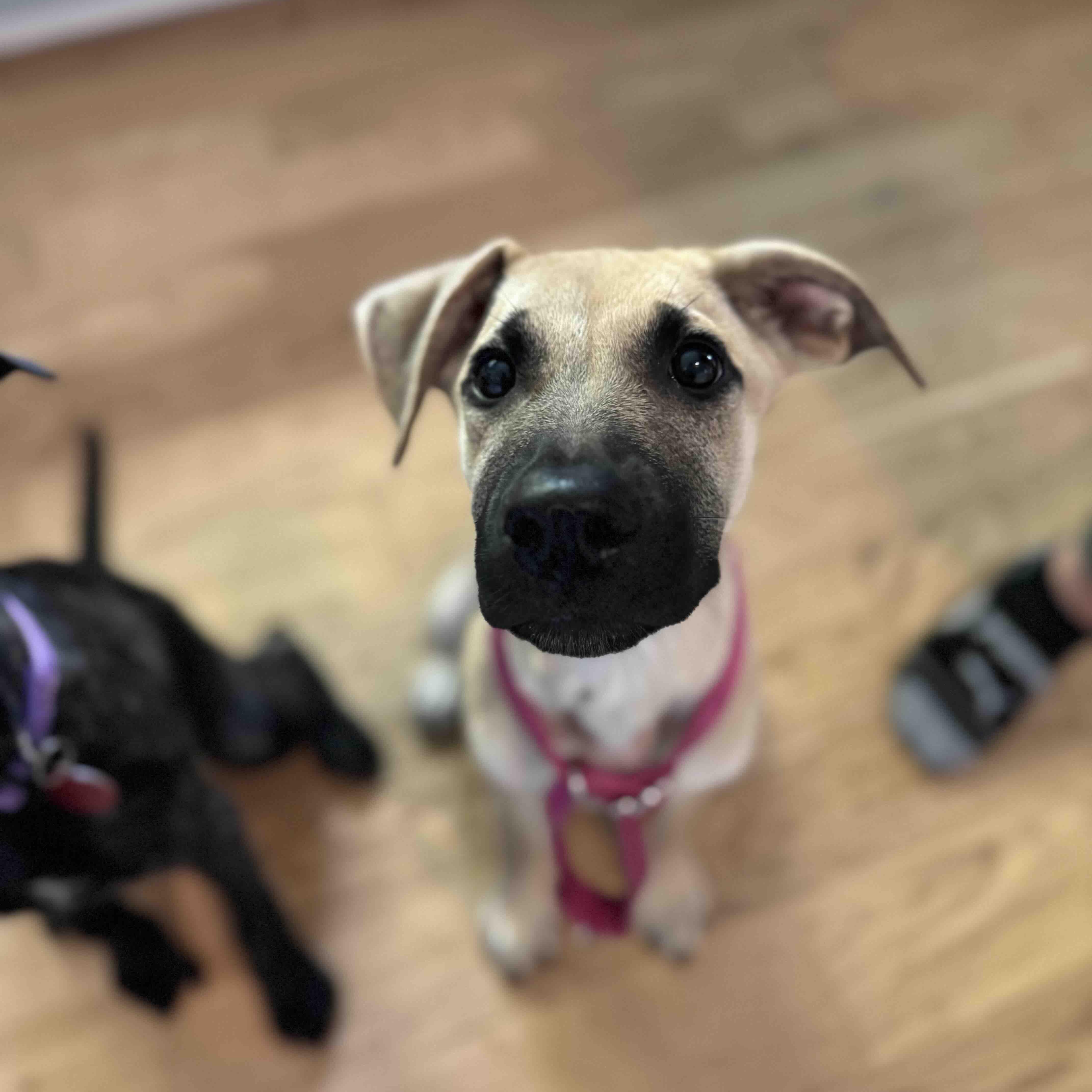Enlarge Charlie, a Adoptable mixed breed in Cedarburg, WI image 6/6