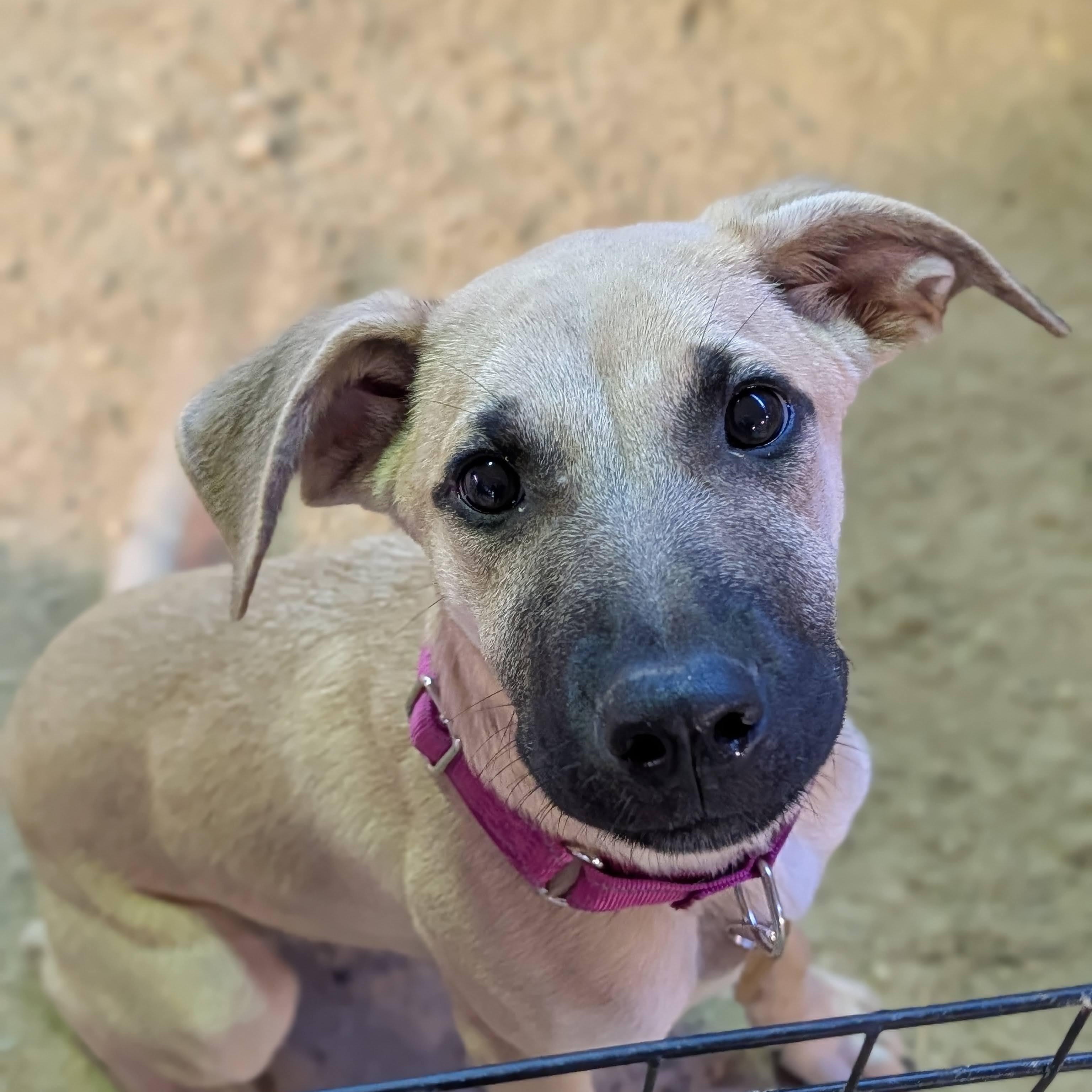 Enlarge Charlie, a Adoptable mixed breed in Cedarburg, WI image 2/6
