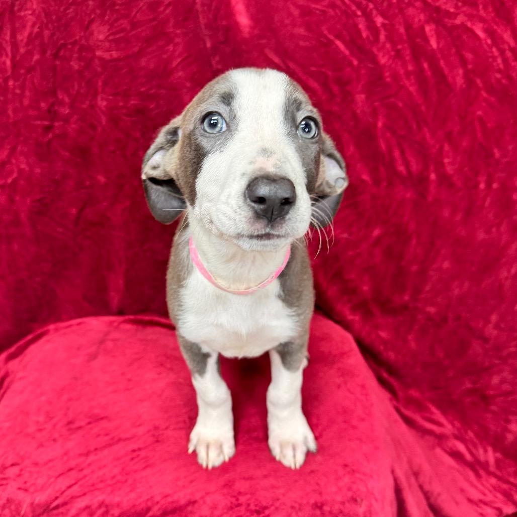 Sansa, Adoptable, Puppy Female Hound & Mixed Breed.