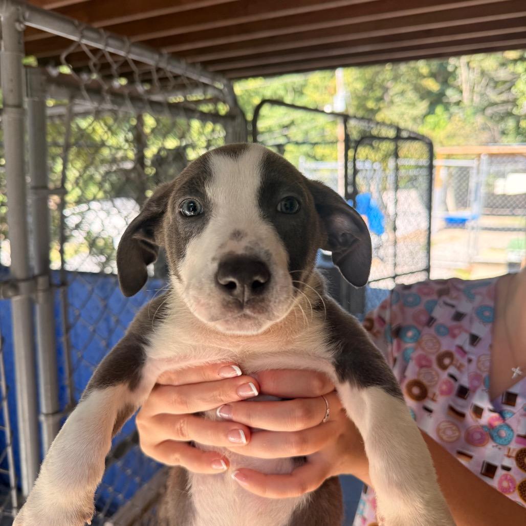 Enlarge Sansa, a Adoptable mixed breed in Franklin, NC image 2/6