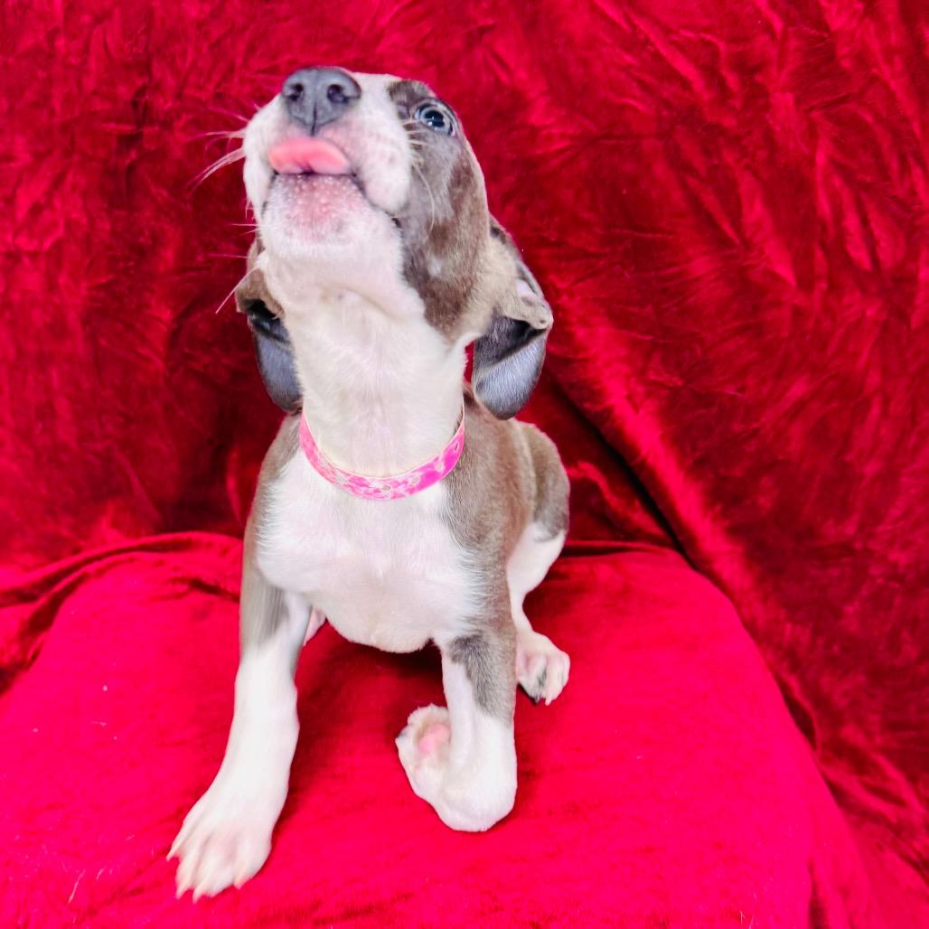 Enlarge Sansa, a Adoptable mixed breed in Franklin, NC image 3/6
