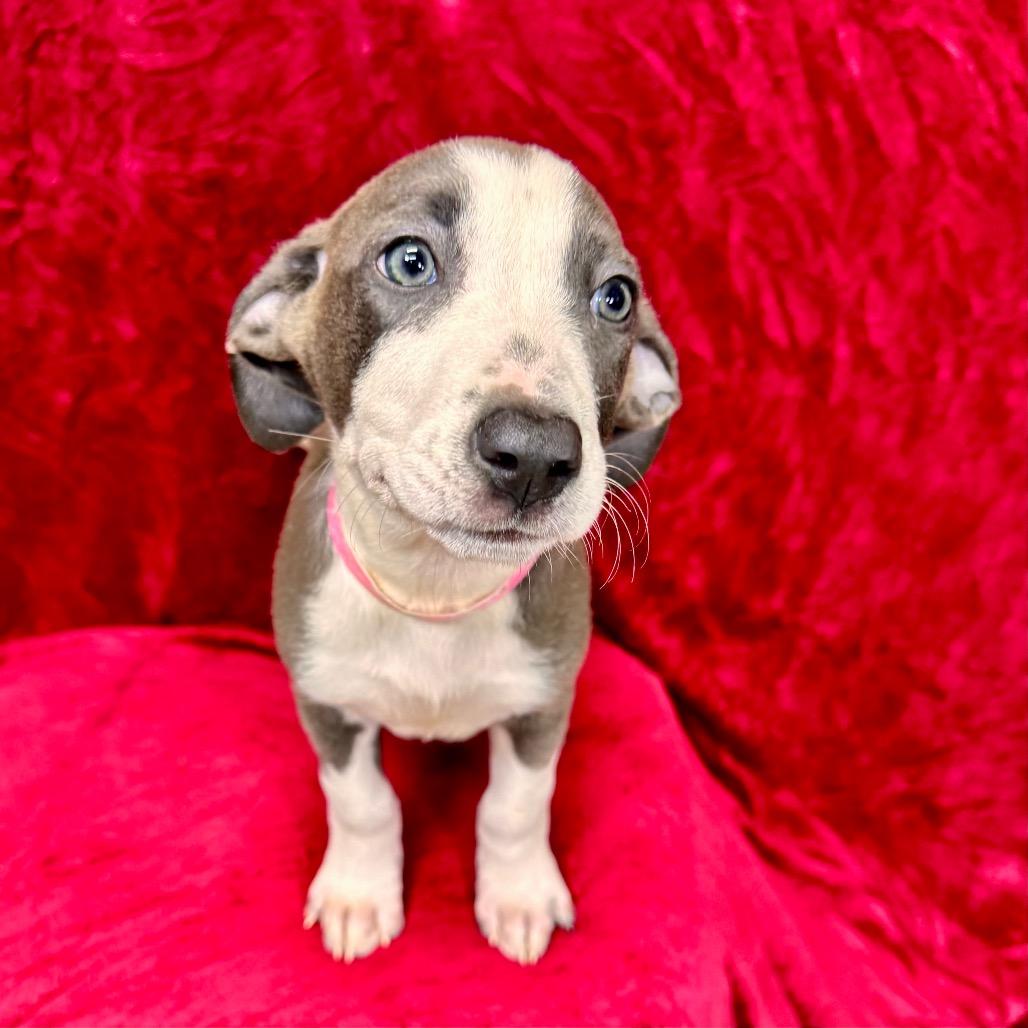Enlarge Sansa, a Adoptable mixed breed in Franklin, NC image 4/6
