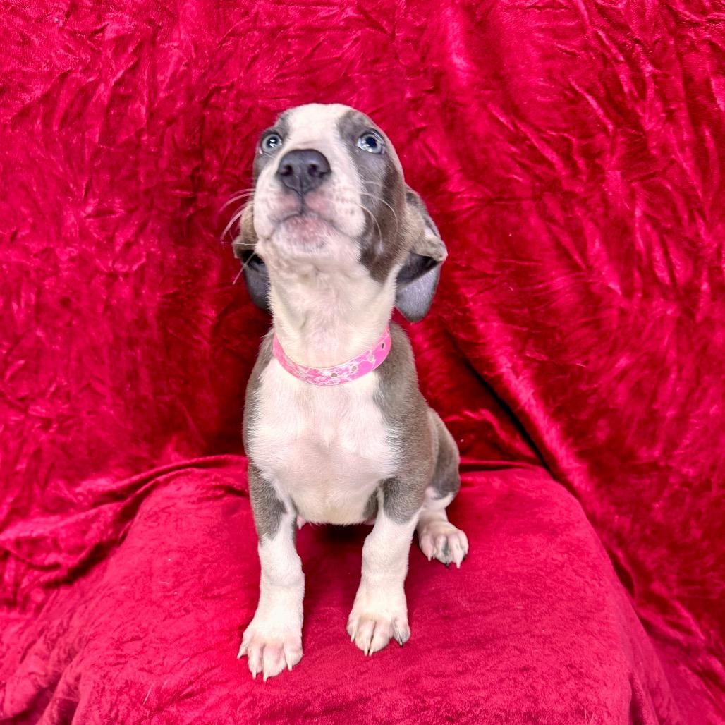 Enlarge Sansa, a Adoptable mixed breed in Franklin, NC image 5/6