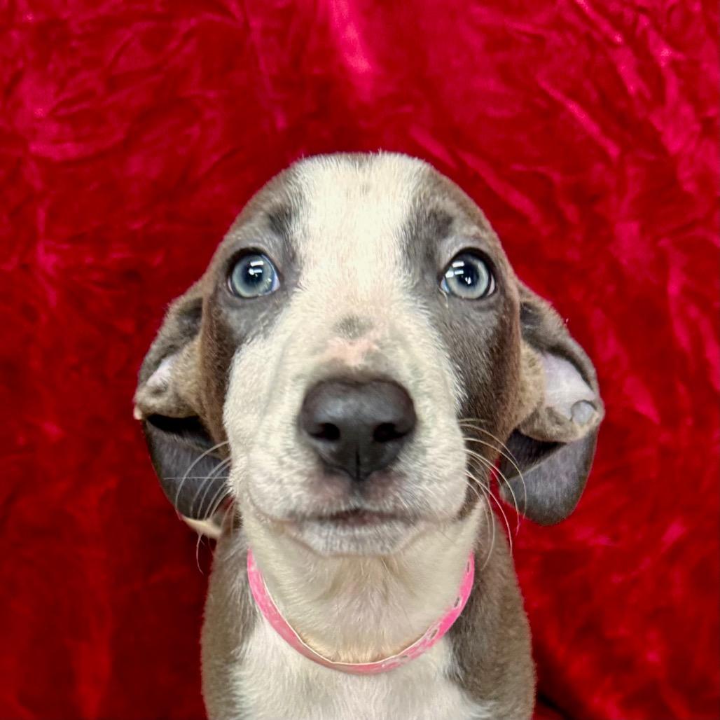 Enlarge Sansa, a Adoptable mixed breed in Franklin, NC image 6/6