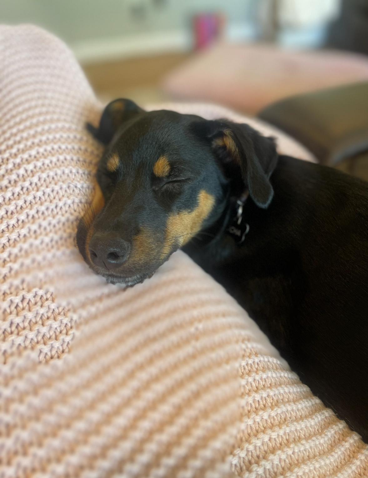 Enlarge Mocha, a ADOPTABLE mixed breed in Englewood, OH image 1/4