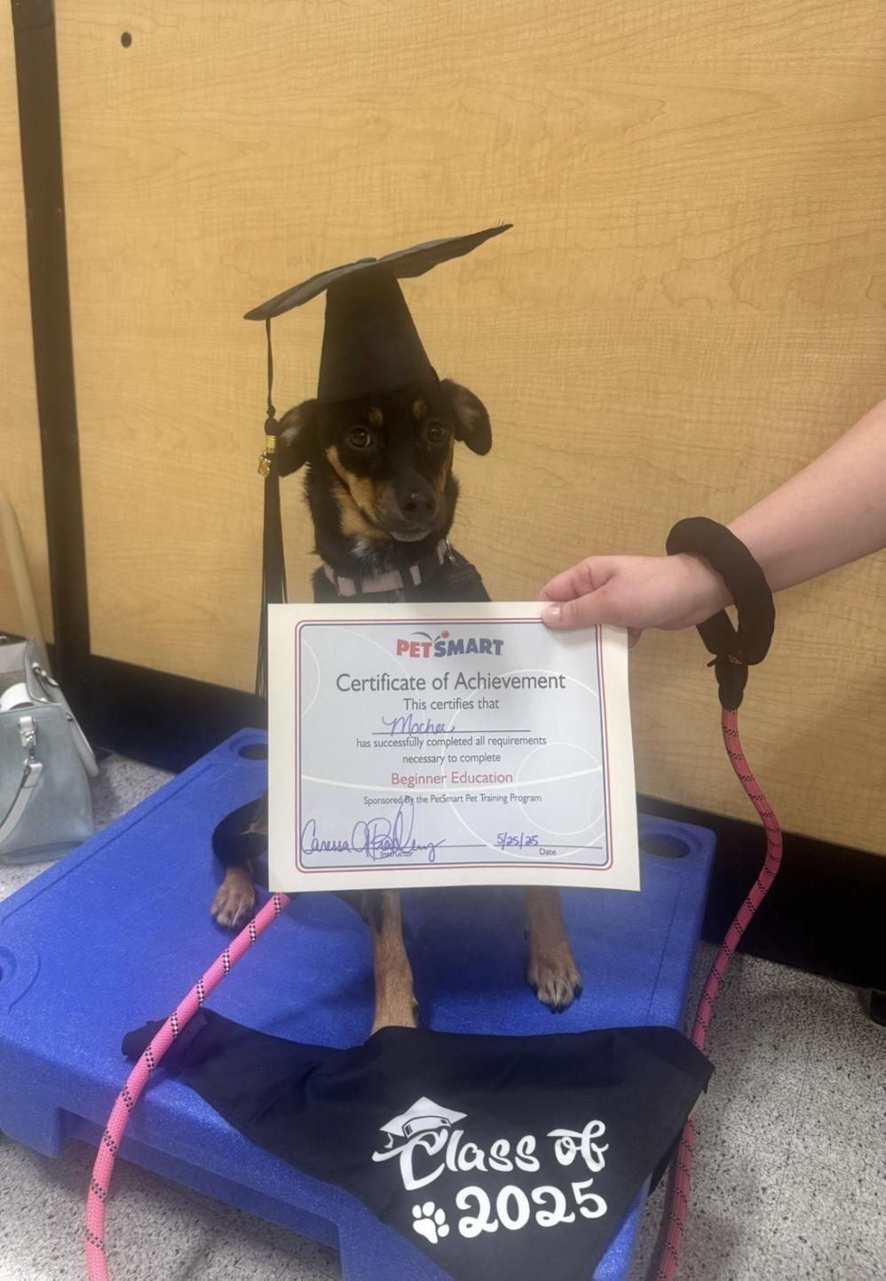 Enlarge Mocha, a ADOPTABLE mixed breed in Englewood, OH image 2/4