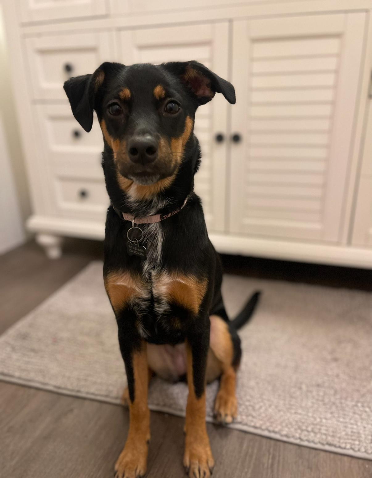 Enlarge Mocha, a ADOPTABLE mixed breed in Englewood, OH image 3/4