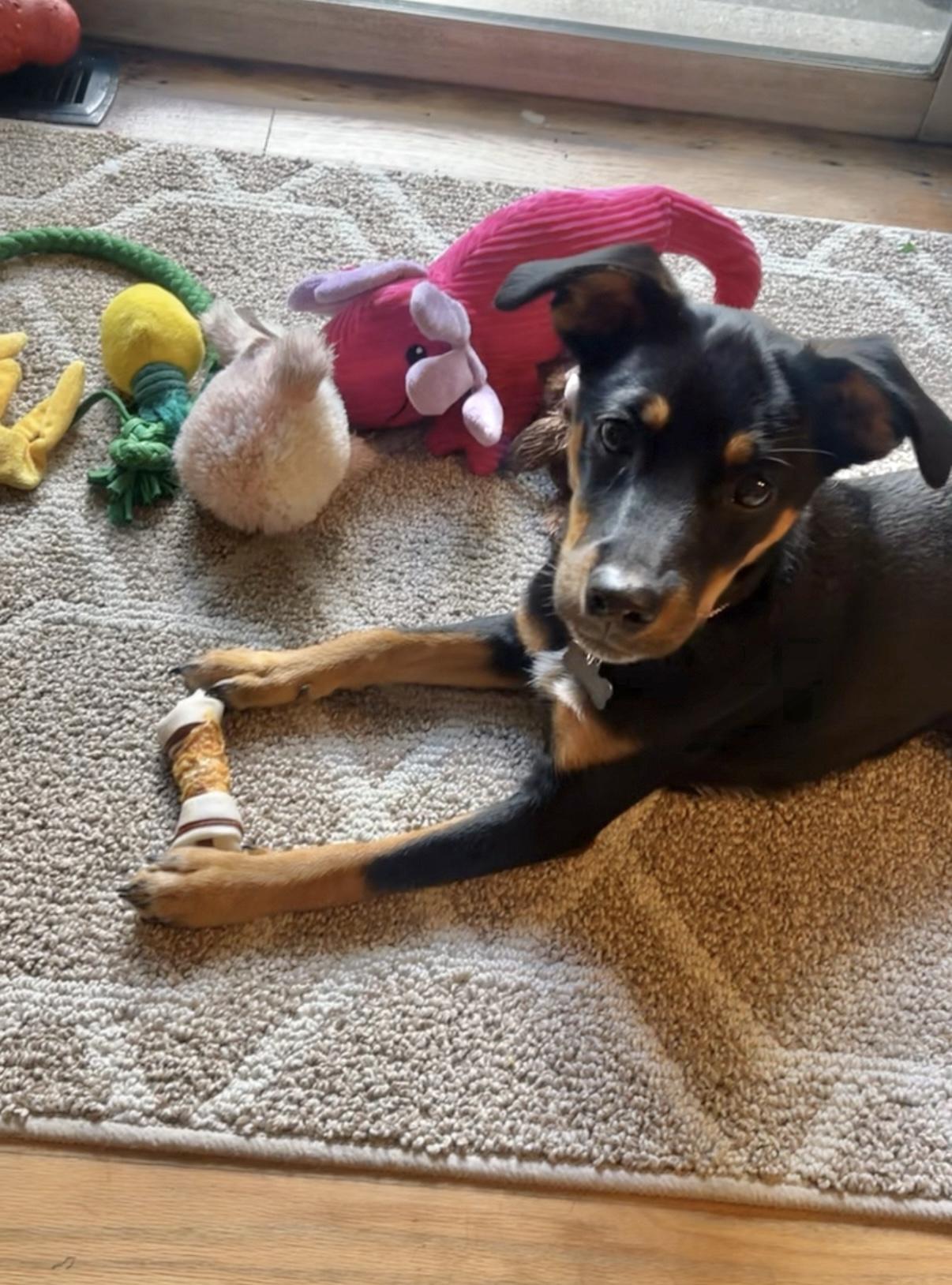 Enlarge Mocha, a ADOPTABLE mixed breed in Englewood, OH image 4/4