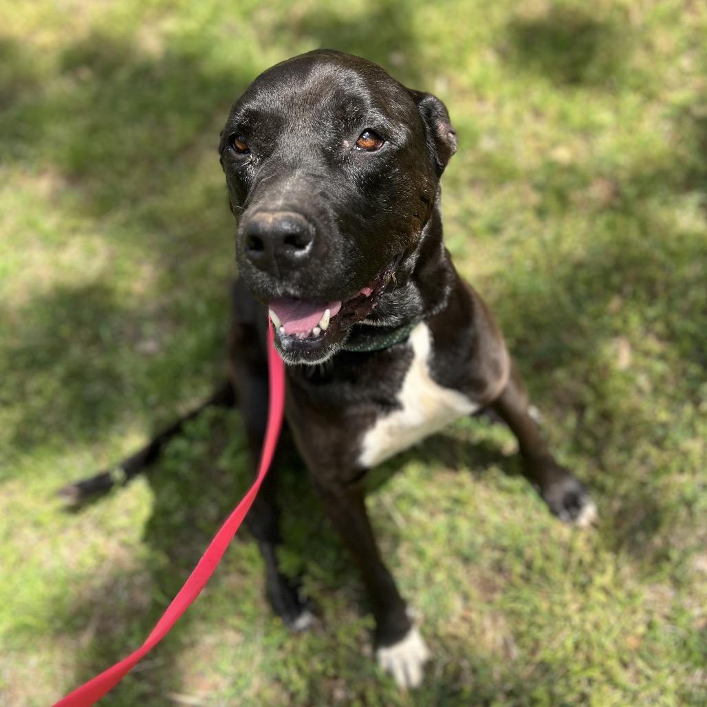 Violet, Adoptable, Senior Female Mixed Breed.