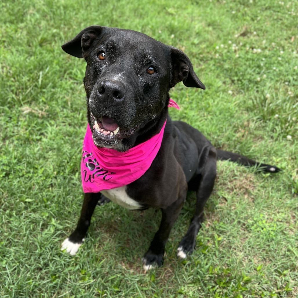Violet, Adoptable, Senior Female Mixed Breed.