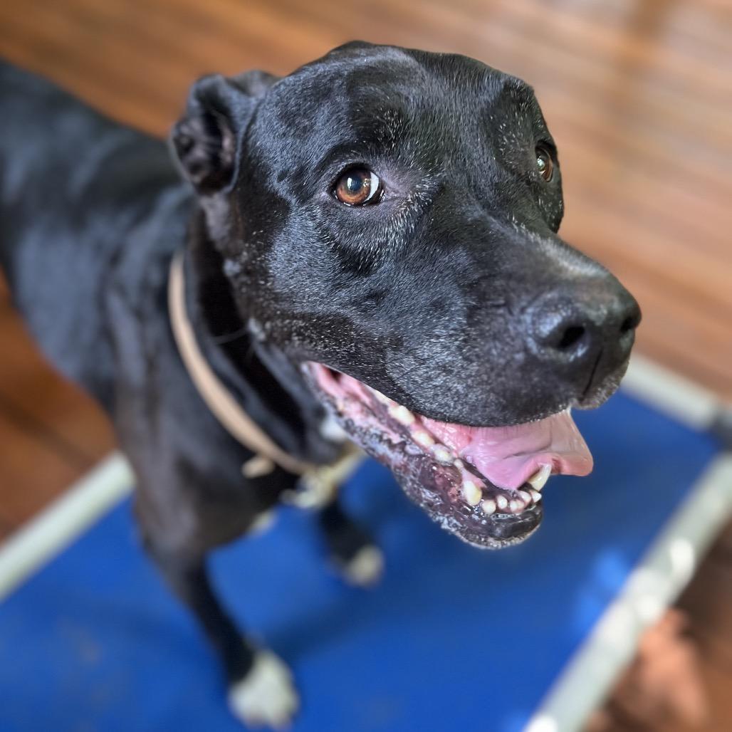 Violet, a Adoptable Mixed Breed in Simpsonville, SC image 2/6