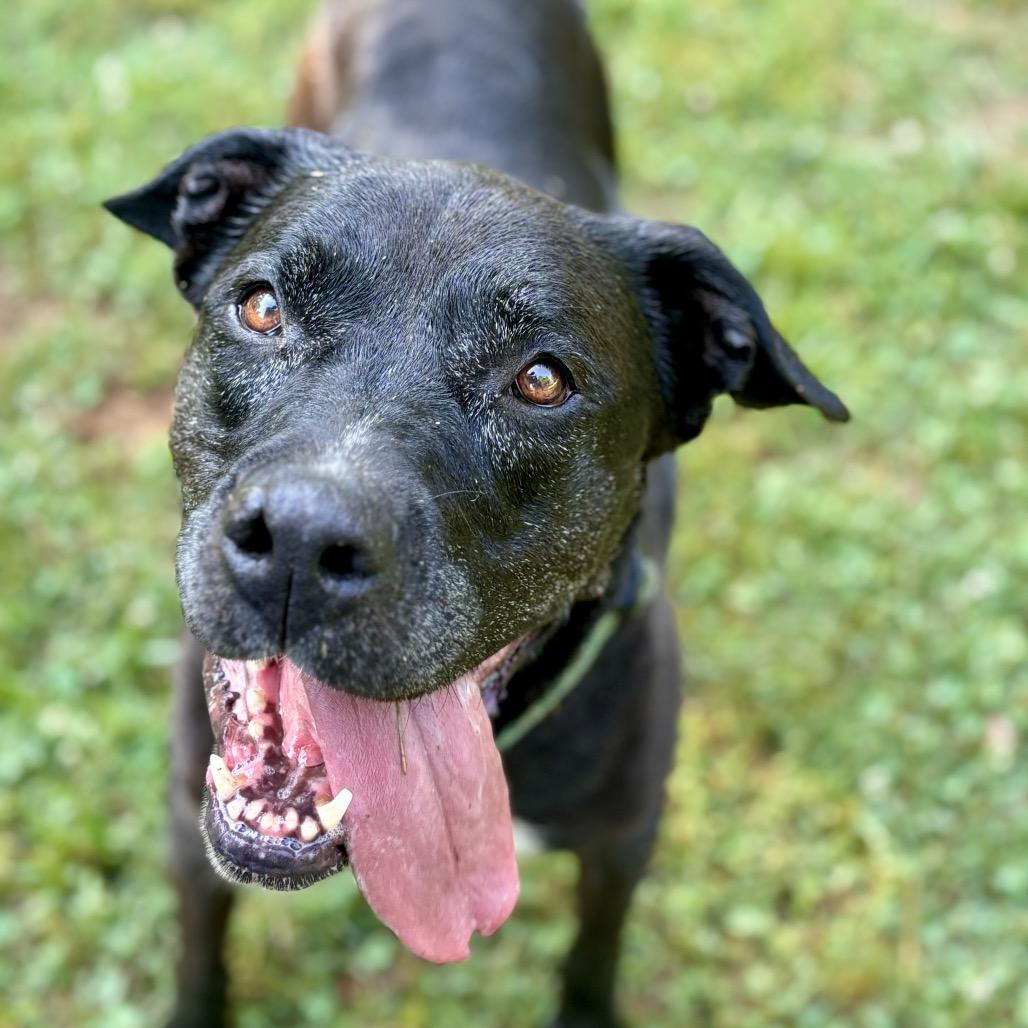 Enlarge Violet, a Adoptable Mixed Breed in Simpsonville, SC image 3/6
