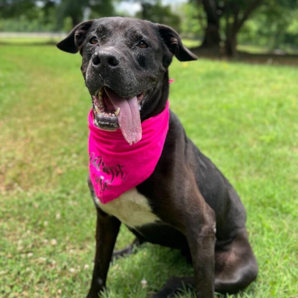 Enlarge Violet, a Adoptable Mixed Breed in Simpsonville, SC image 2/5
