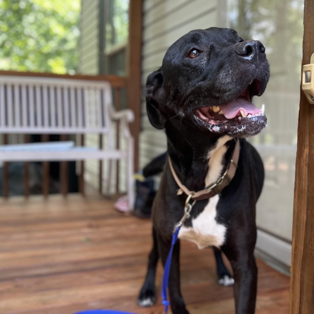 Violet, a Adoptable Mixed Breed in Simpsonville, SC image 3/6