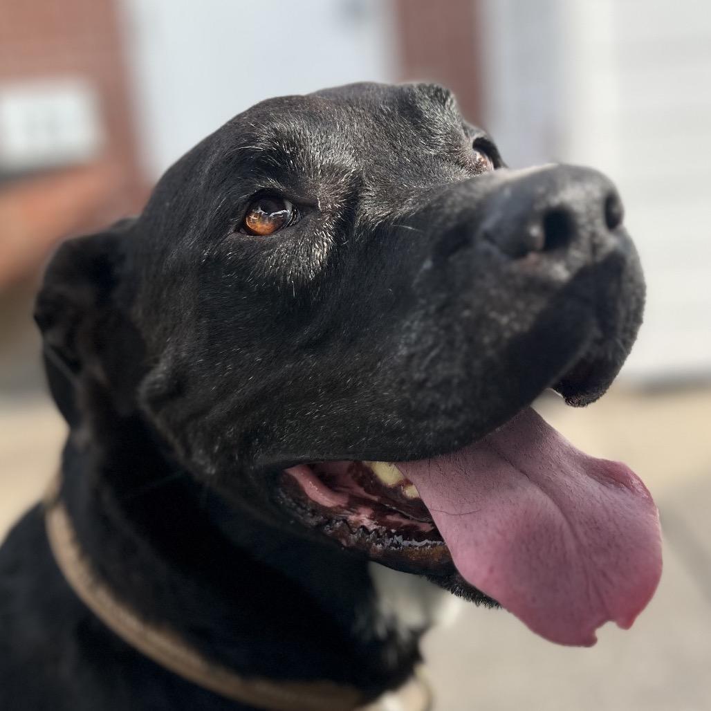 Violet, a Adoptable Mixed Breed in Simpsonville, SC image 4/6