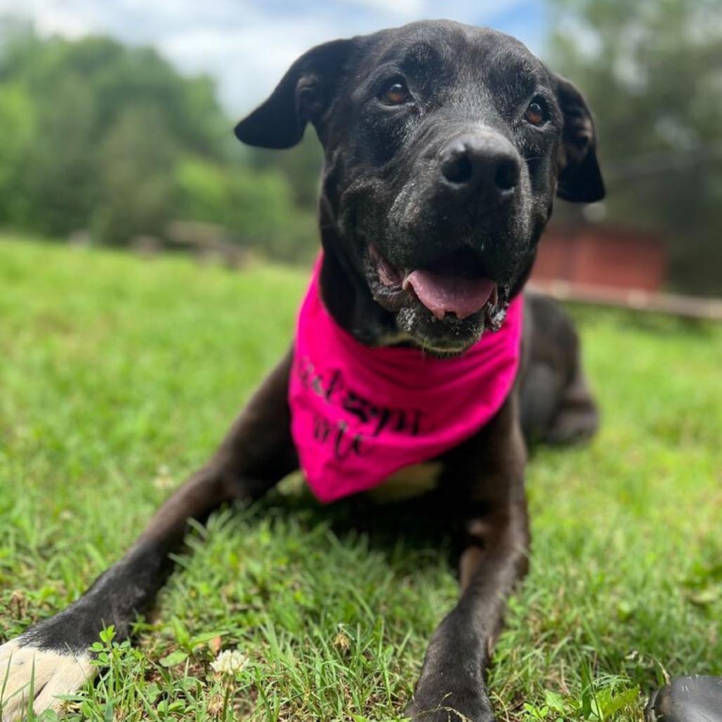 Enlarge Violet, a Adoptable Mixed Breed in Simpsonville, SC image 3/5