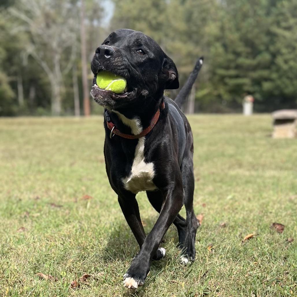 Violet, a Adoptable Mixed Breed in Simpsonville, SC image 2/3