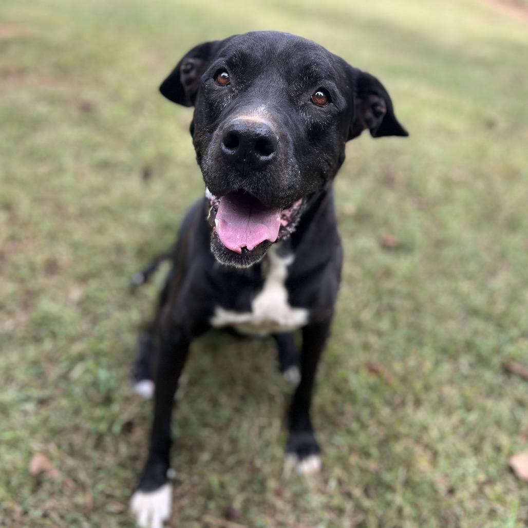 Enlarge Violet, a Adoptable Mixed Breed in Simpsonville, SC image 5/6