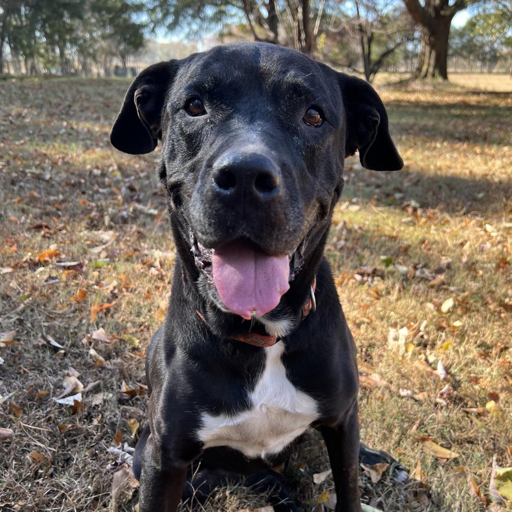 Enlarge Violet, a Adoptable Mixed Breed in Simpsonville, SC image 5/6