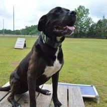 Violet, a Adoptable Mixed Breed in Simpsonville, SC image 5/6