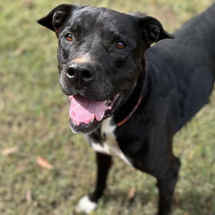 Violet, a Adoptable Mixed Breed in Simpsonville, SC image 6/6