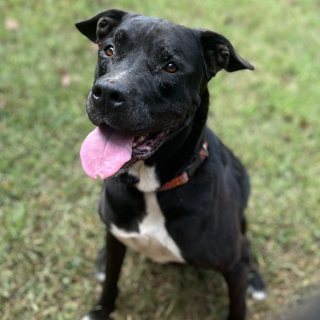 Violet, a Adoptable Mixed Breed in Simpsonville, SC image 3/3