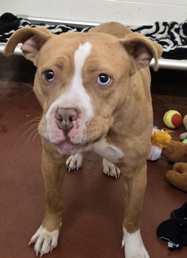 Enlarge Bonnie, a Adoptable mixed breed in Salisbury, MD image 1/1