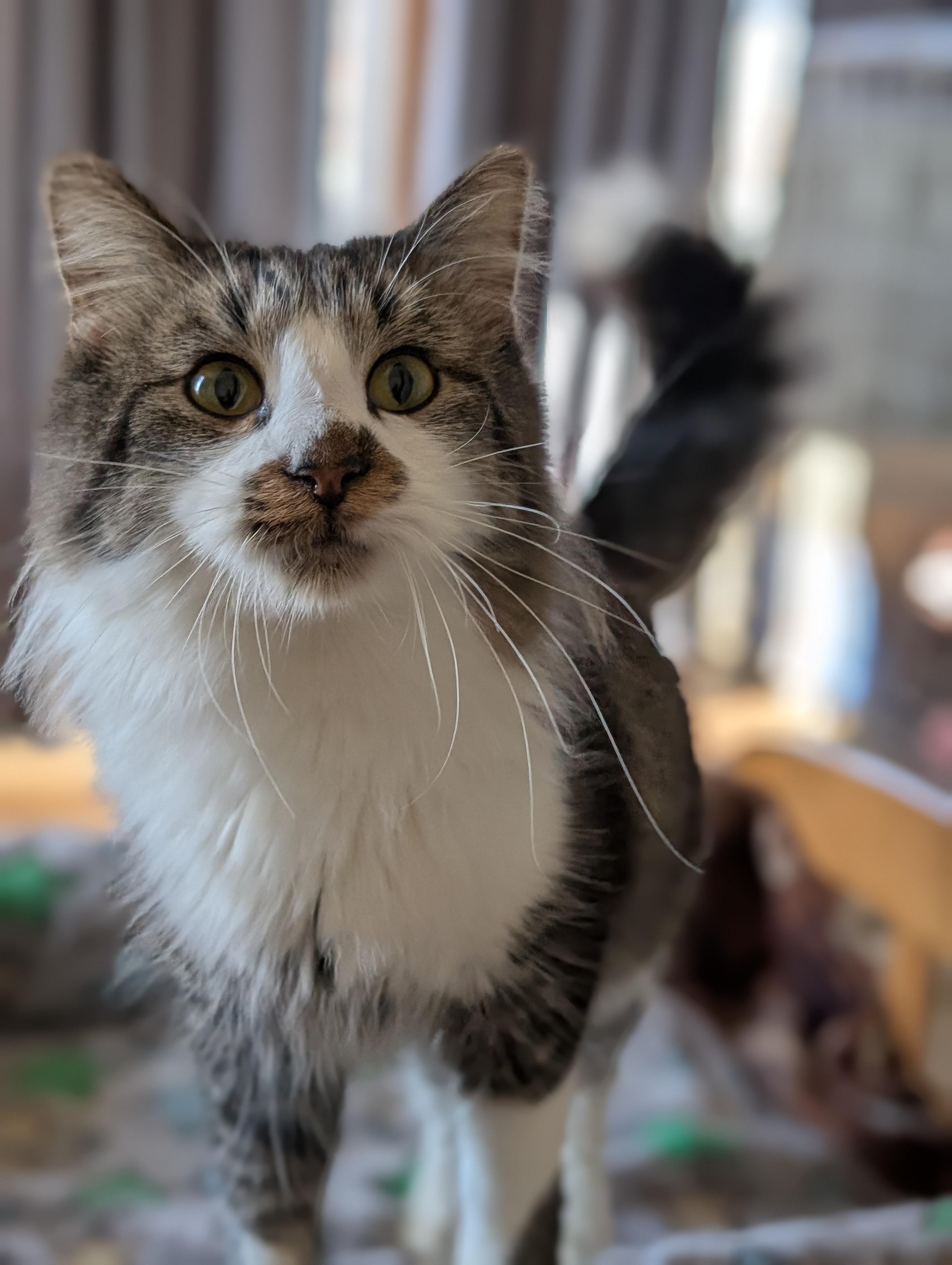 Enlarge Valentino, an adoptable Domestic Long Hair in Tilton, IL image 3/6