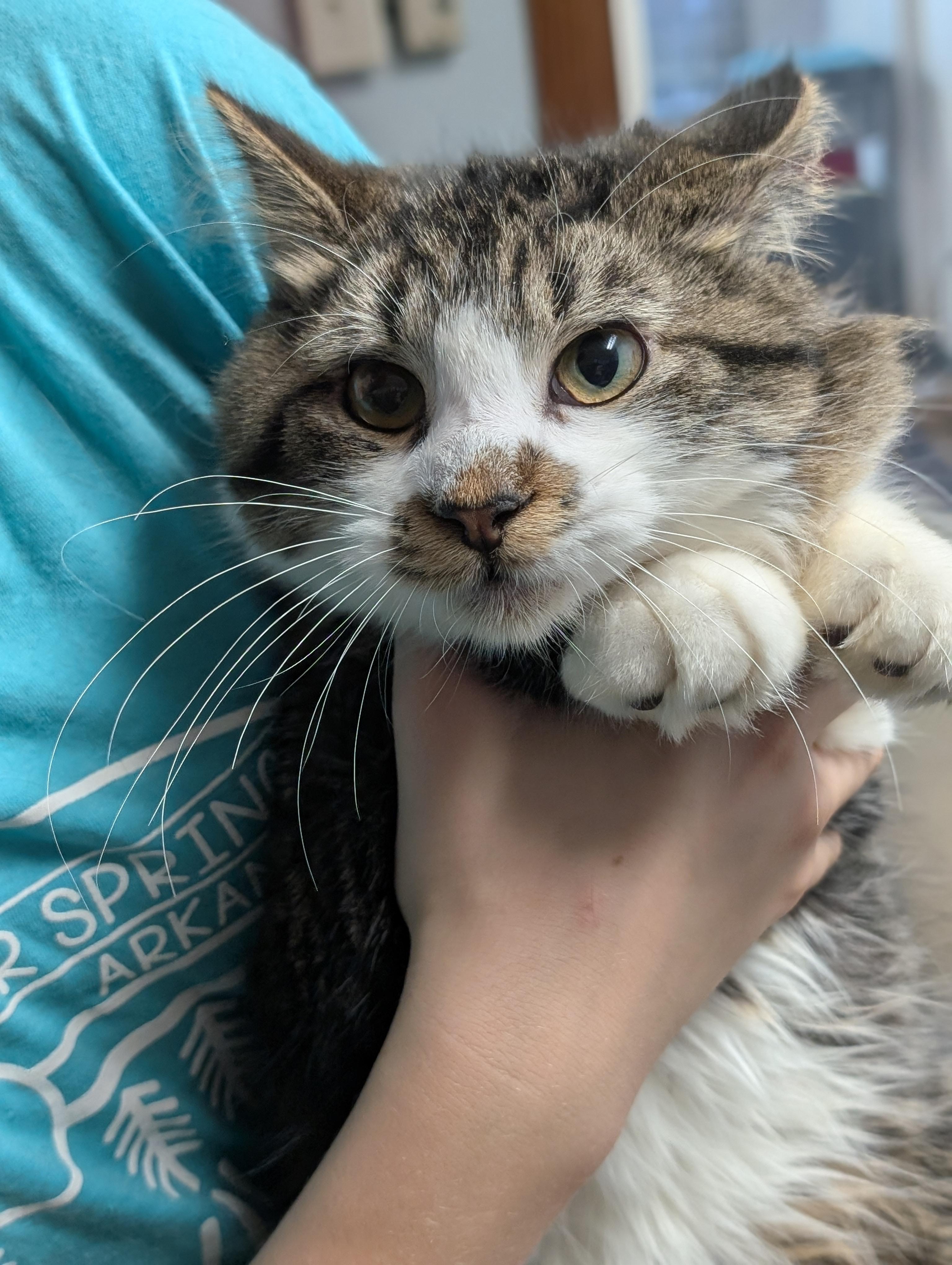 Enlarge Valentino, an adoptable Domestic Long Hair in Tilton, IL image 6/6