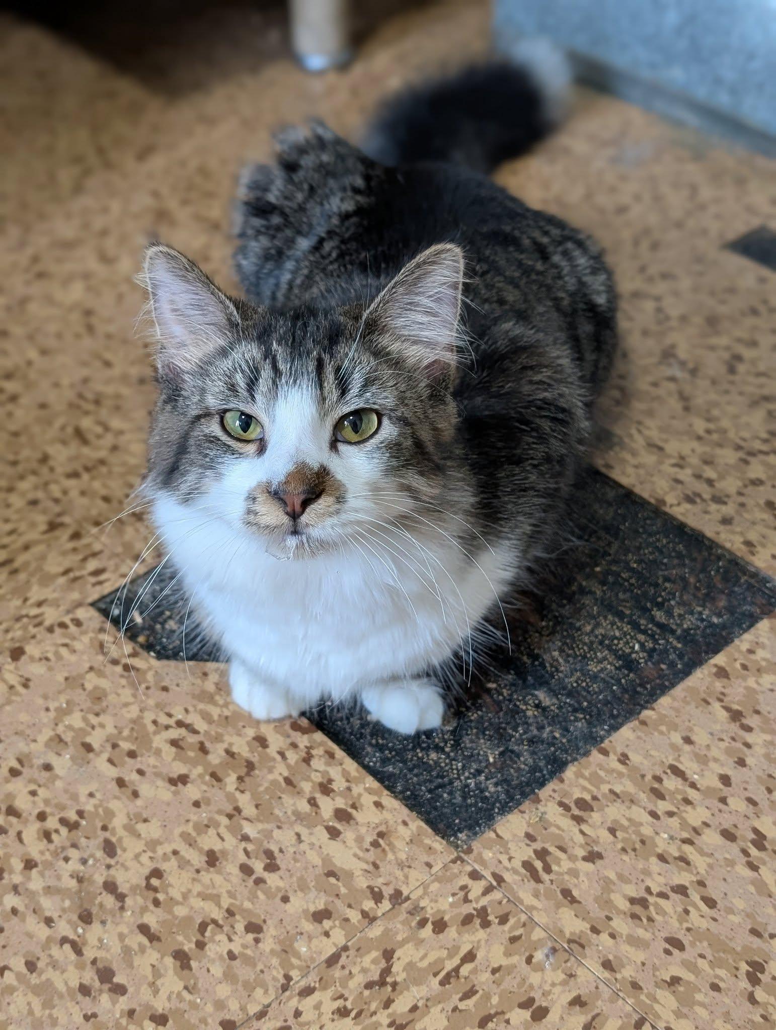 Enlarge Valentino, an adoptable Domestic Long Hair in Tilton, IL image 5/6