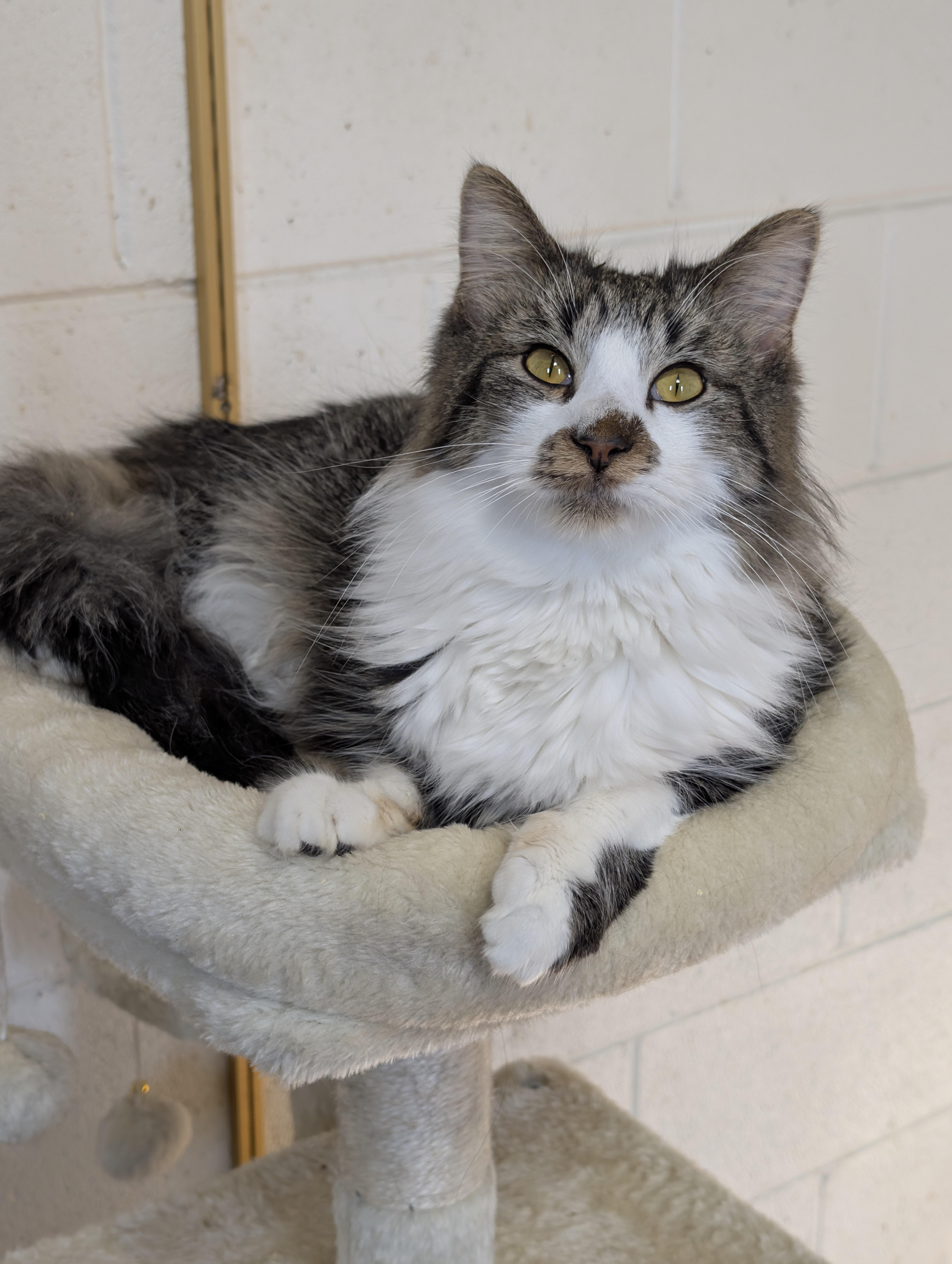 Valentino, adoptable, Young Male Domestic Long Hair.